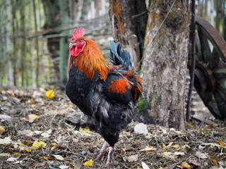 Beautiful cock. Breed of chicken Maran