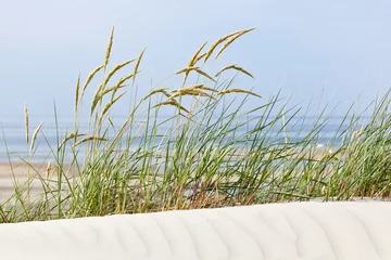 Poster Tuft Of Grass In Beach Dunes