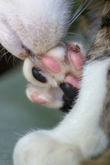 Close up paws striped Thai cat, pink and black paws cat