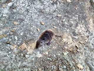 Nutria in nature