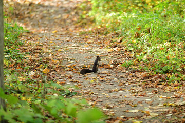 Squirrel runs around the leaves in autumn and looks for food