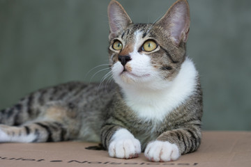 portrait of striped Thai cat with beautiful eyes