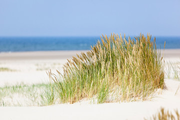 Tuft Of Grass In Beach Dunes, Germany