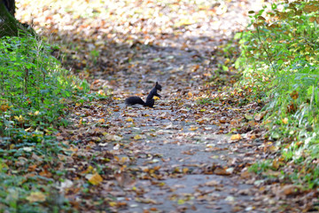 Squirrel runs around the leaves in autumn and looks for food