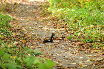 Squirrel runs around the leaves in autumn and looks for food