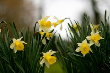 Fototapeta premium jonquilles