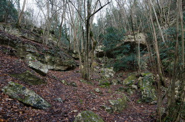 Mountainside forest