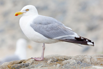 Seagull At North Sea