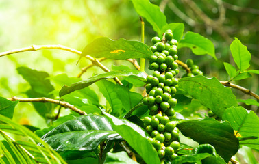 Close up fresh organic red raw and ripe coffee cherry beans on tree plantation