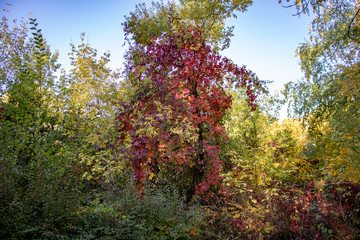 Leaves of wild grapes turn crimson and reflect autumn sun rays on a green tree.