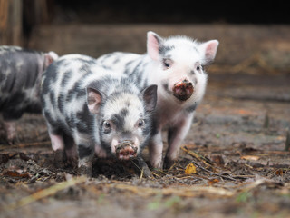 Funny spotted piglets. Piglets pigs soiled in the ground