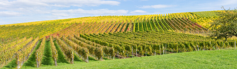 Herbstliches Laub im Weinberg