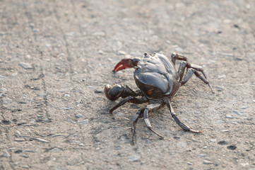 Ricefield crab (Somanniathelphusa) from a paddy field walking across the street.