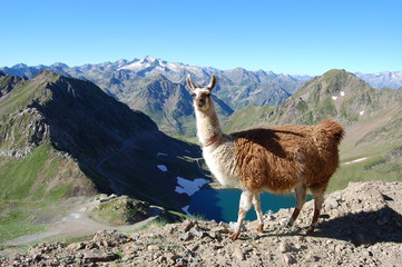 Lama Tourmalet