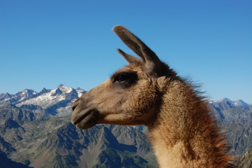 Fototapeta premium Lama Tourmalet