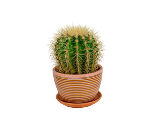 cactus in pot isolated on white