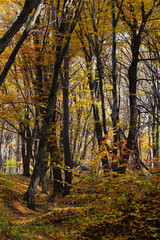 Autumn is about all the beauty in the deep beech forest
