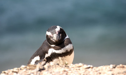 Pinguins on the coast in Puerto Madryn Patagonia