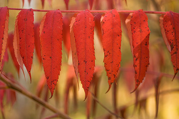 Pionowo wiszące czerwone listki, sumak octowiec. jesienią. - obrazy, fototapety, plakaty
