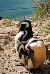 Naklejka premium Pinguins on the coast in Puerto Madryn Patagonia