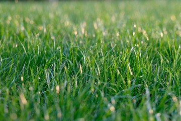 close up fresh green grass under sunshine. Blur background. 