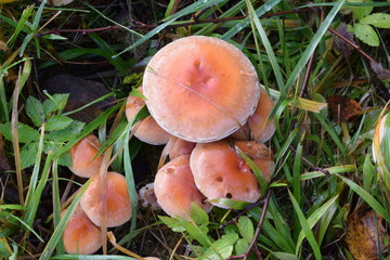 mushrooms in the autumn forest