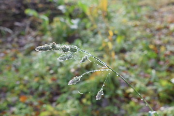 butterfly on a flower