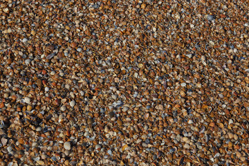 Muschelbank am Nordsee Strand