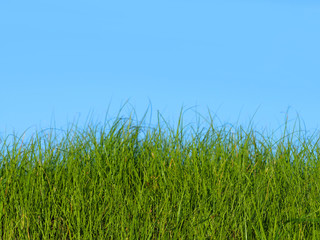 Green grass sprouts on a background of blue sky