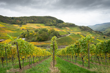 Naklejka premium Hiking on the red wine trail in the Ahr valley in the rain