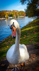 Swan posing for a close-up photo.