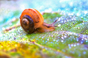 macro photographed snail