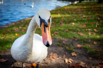 Swan posing for a close-up photo.