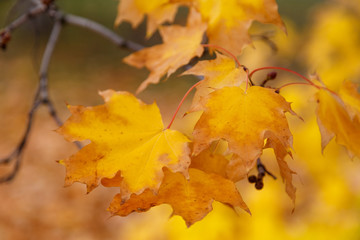 Beautiful yellow autumn maple leaves on branches with a blurred background.