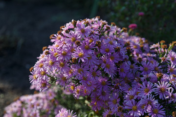 Purple flowers in the dawn with dew on the petals.