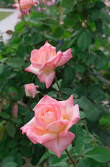 Nakanoshima Rose Garden -Macari-