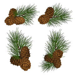 Cedar branch and cones design set in engraving technique for labels, logos, posters, greeting cards. Isolated on white. 