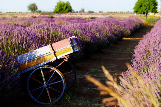lavender gardens, lavender cultivation nature