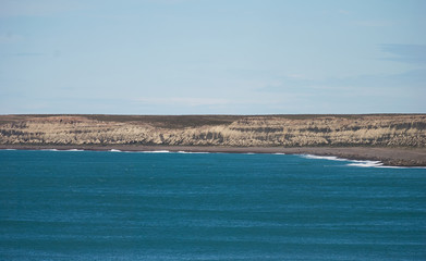 Pinguins on the coast in Puerto Madryn Patagonia