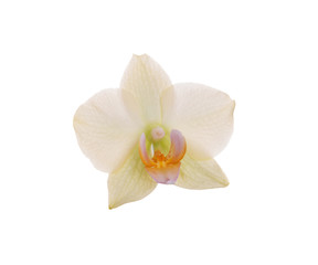 Obraz na płótnie Canvas An orchid flower on a white background.