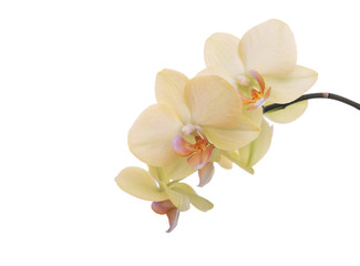 An orchid flower on a white background.