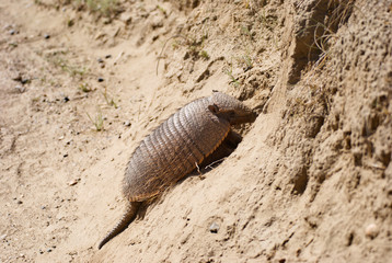 Armadillo in Patagonia Argentina