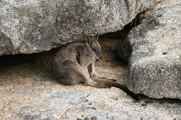 Wallaby Känguru Australien