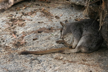 Wallaby Känguru Australien
