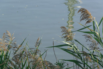 Autumn scenery reflected in water mirror, Tsurumi Ryokuchi park, Osaka