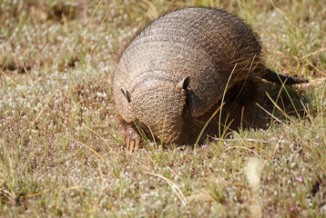 Armadillo in Patagonia Argentina