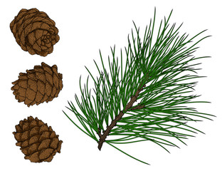 Cedar branch and cones in engraving technique. Good for labels, logos, posters, greeting cards. Isolated on white. 