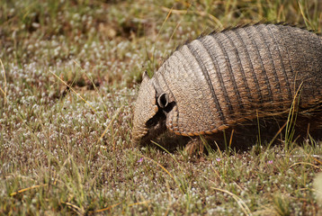 Armadillo in Patagonia Argentina