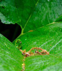 Closeup of a green leaf. Background for ecology applications.