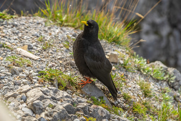 Alpendohle